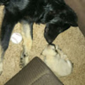 Meet your Posher, Tayler